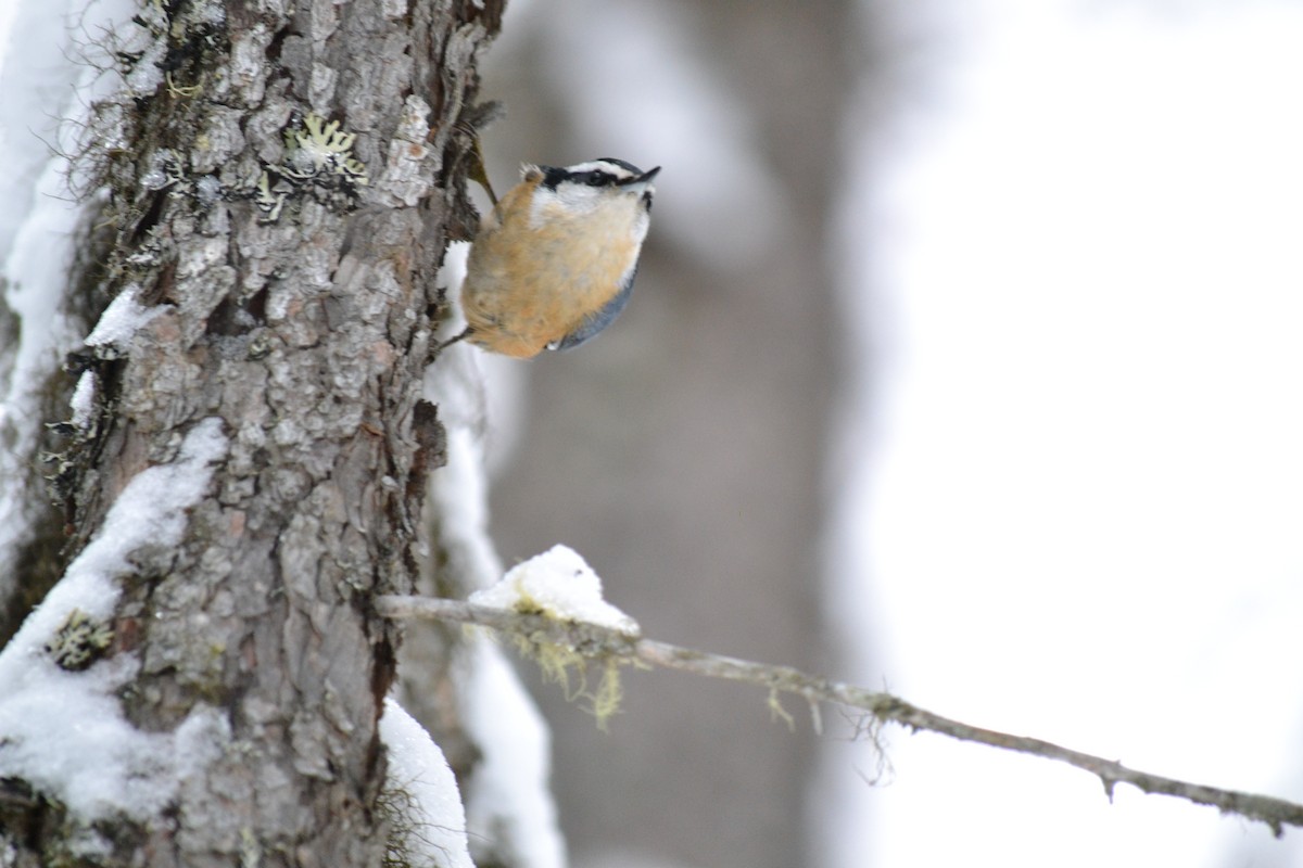 Red-breasted Nuthatch - ML134578681
