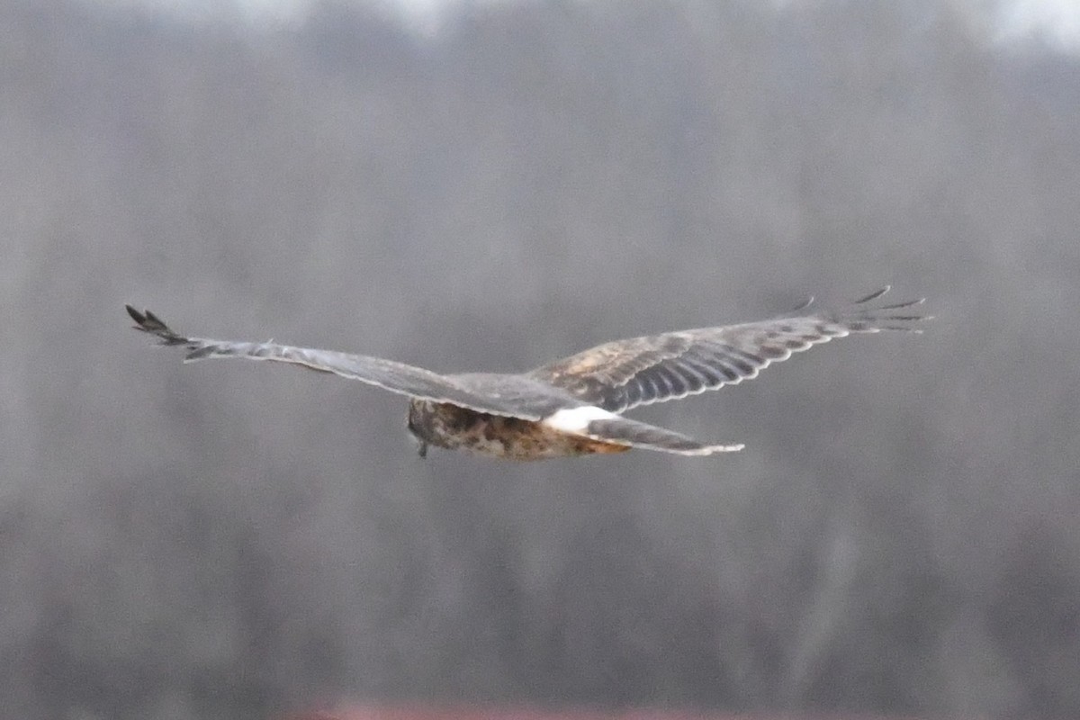 Northern Harrier - Cathryn Dippo