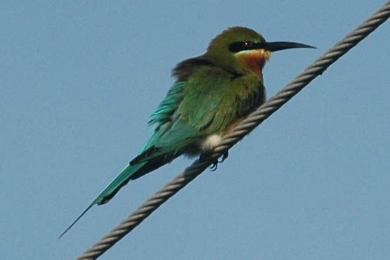 Blue-tailed Bee-eater - ML134578811