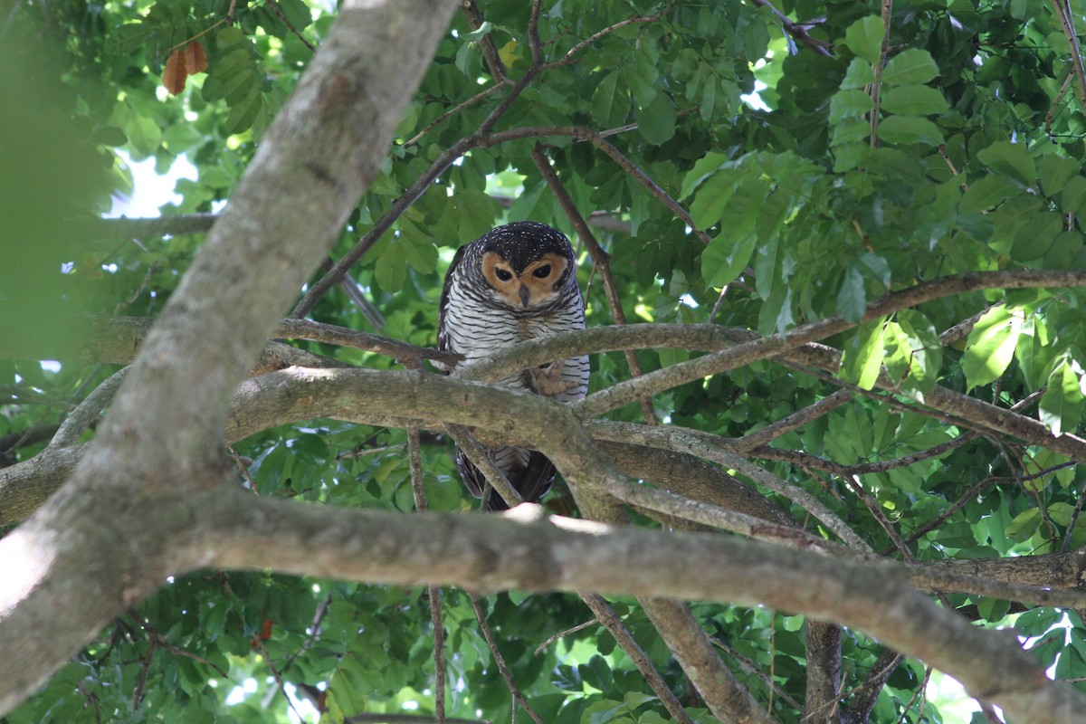 Spotted Wood-Owl - Alen Lin