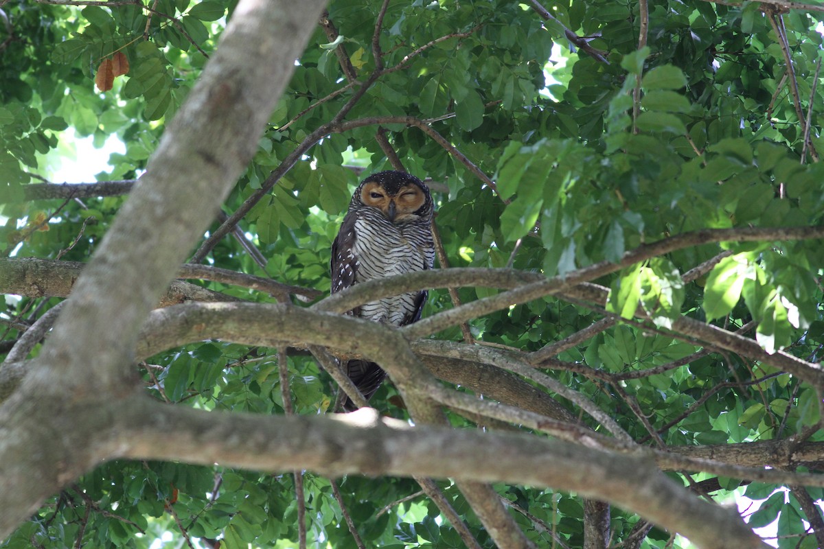 Spotted Wood-Owl - ML134578891