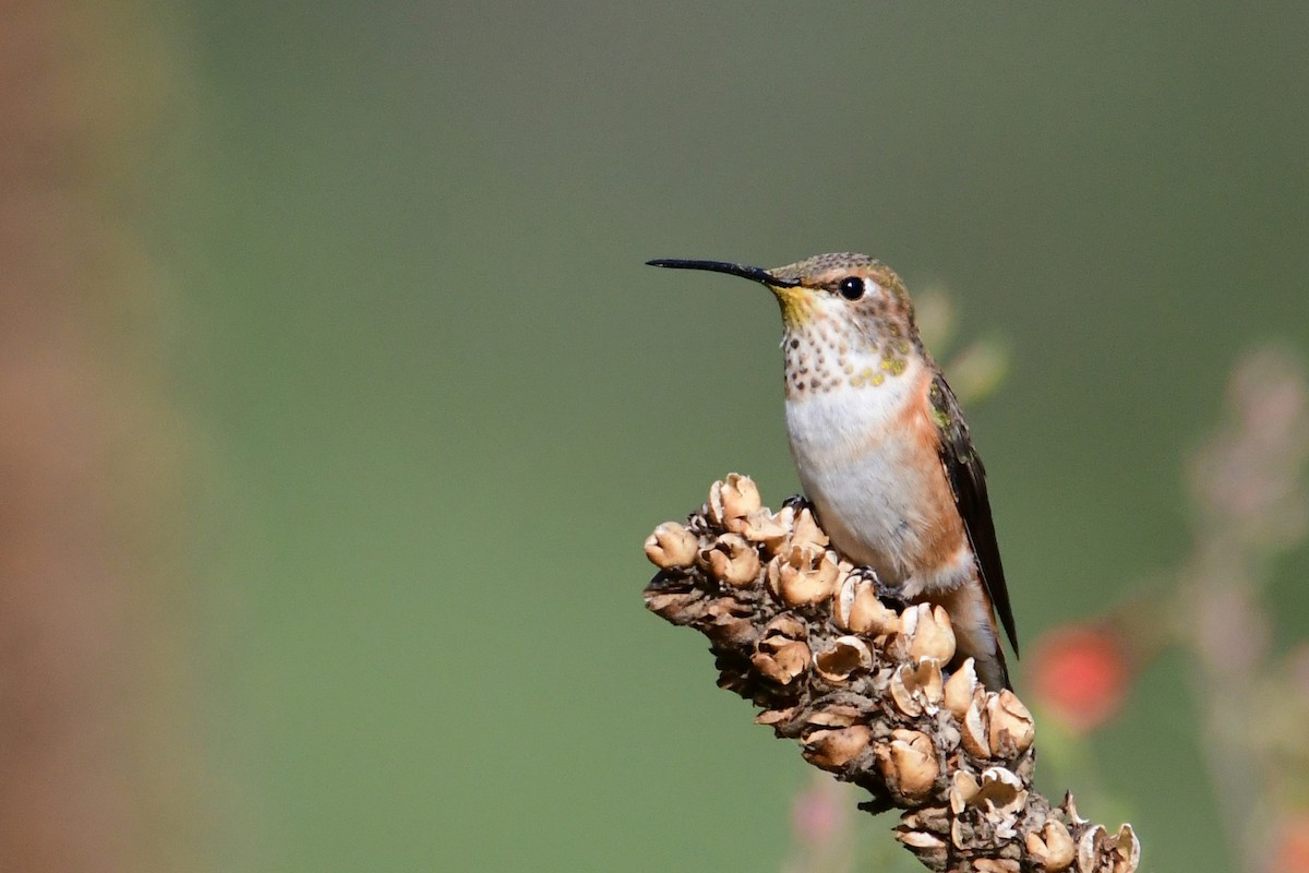 Rufous Hummingbird - Etienne Pracht