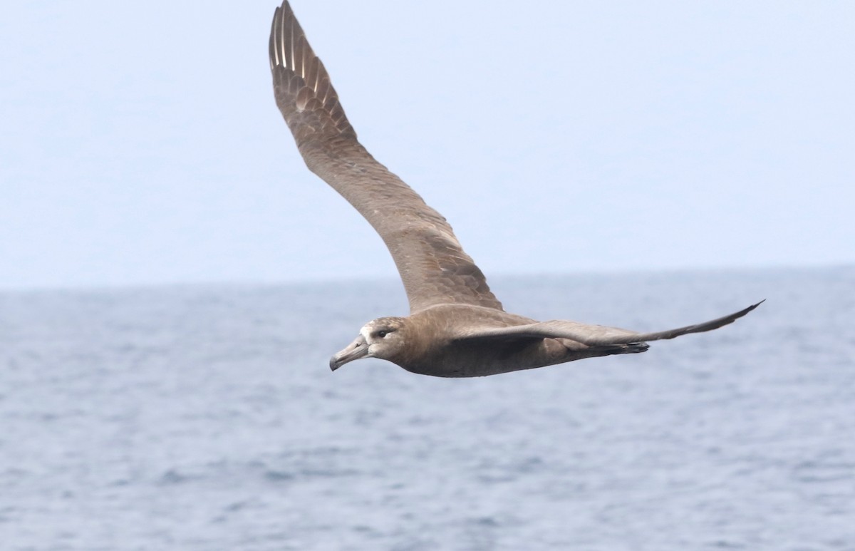 albatros černonohý - ML134578961