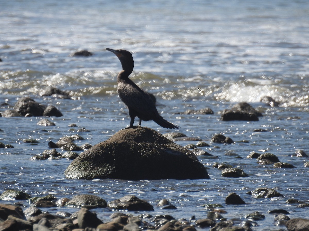 Neotropic Cormorant - Bill Townsend