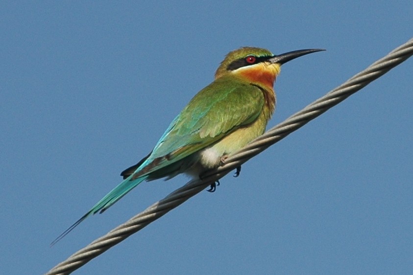 Blue-tailed Bee-eater - Cathy Pasterczyk