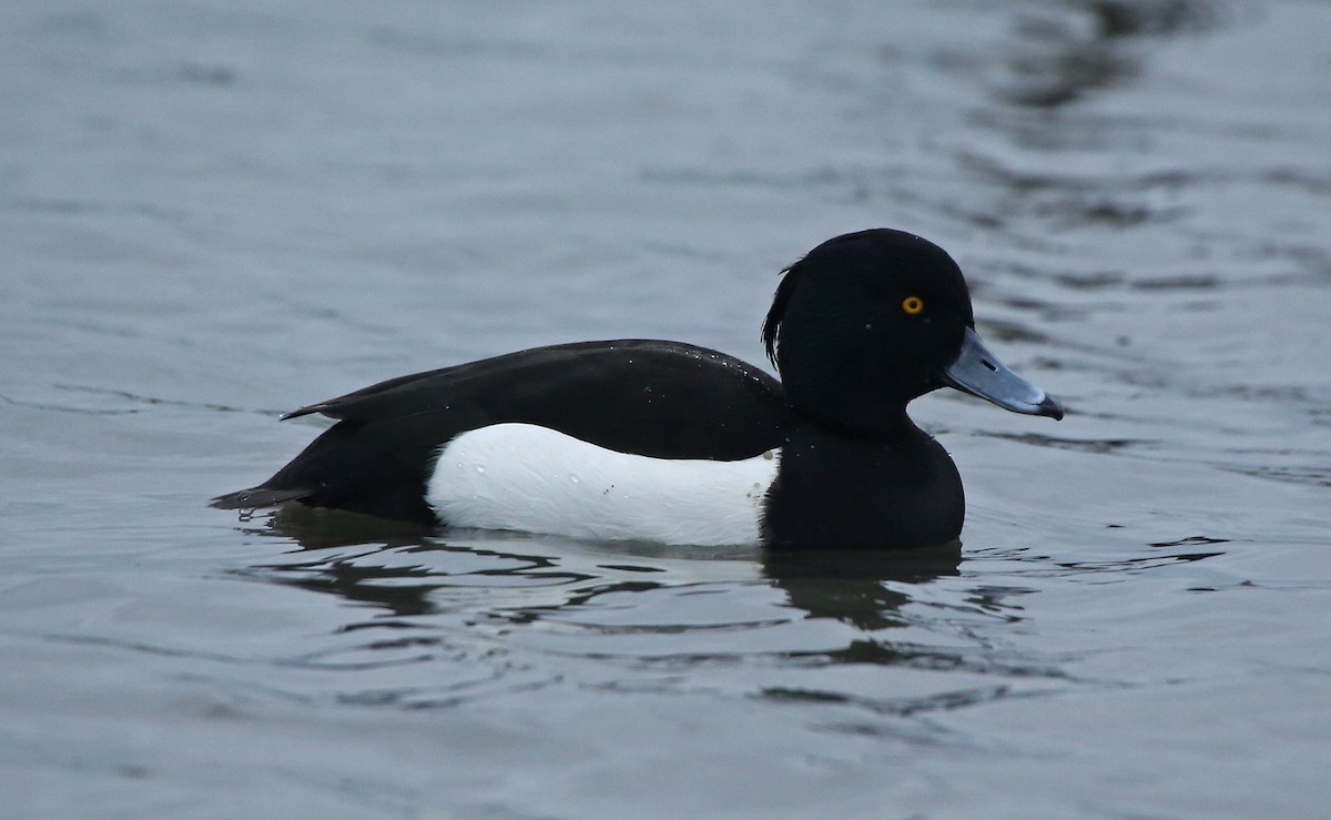 Tufted Duck - ML134582201