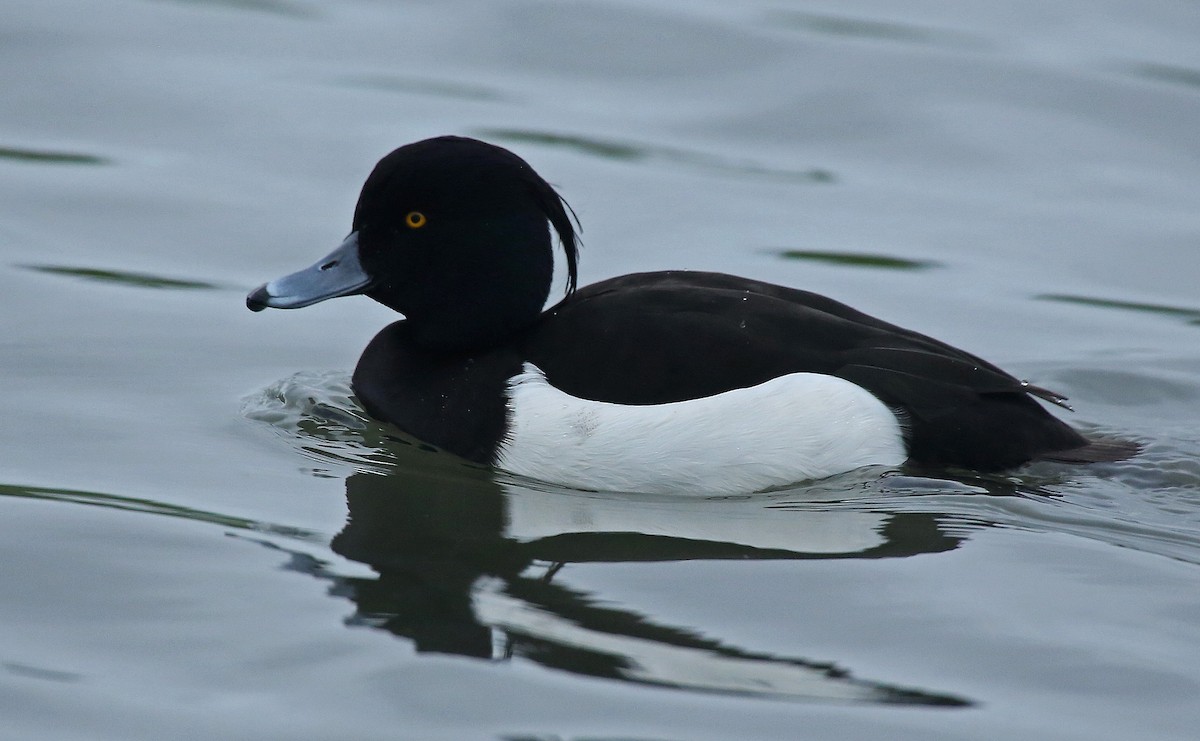 Tufted Duck - ML134582211