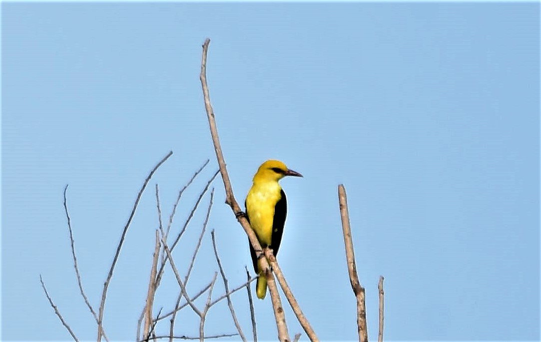 Indian Golden Oriole - ML134582981