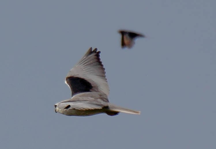 Black-winged Kite - ML134584191