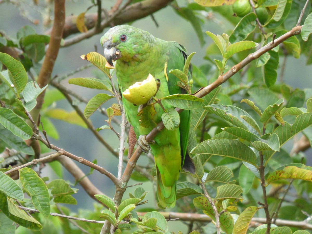 Scaly-naped Parrot - ML134585131