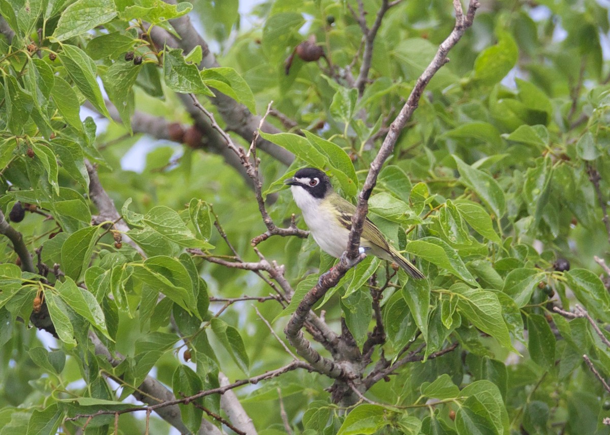 Black-capped Vireo - Claire Thomas