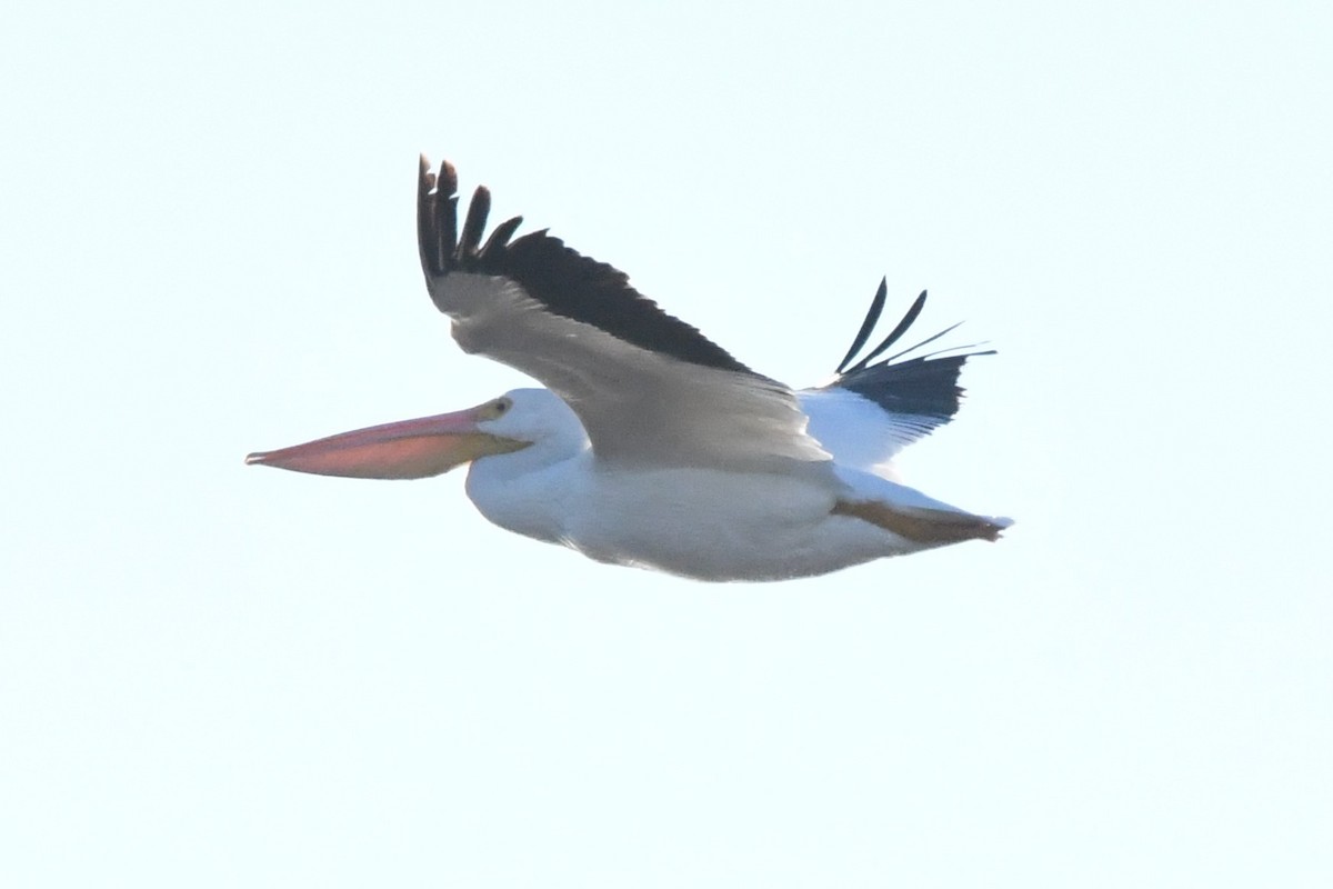 American White Pelican - Cathryn Dippo
