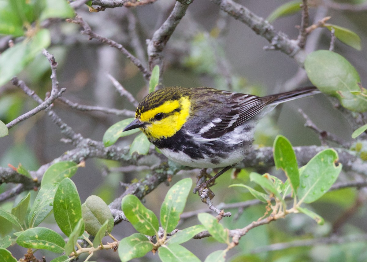 Golden-cheeked Warbler - Claire Thomas