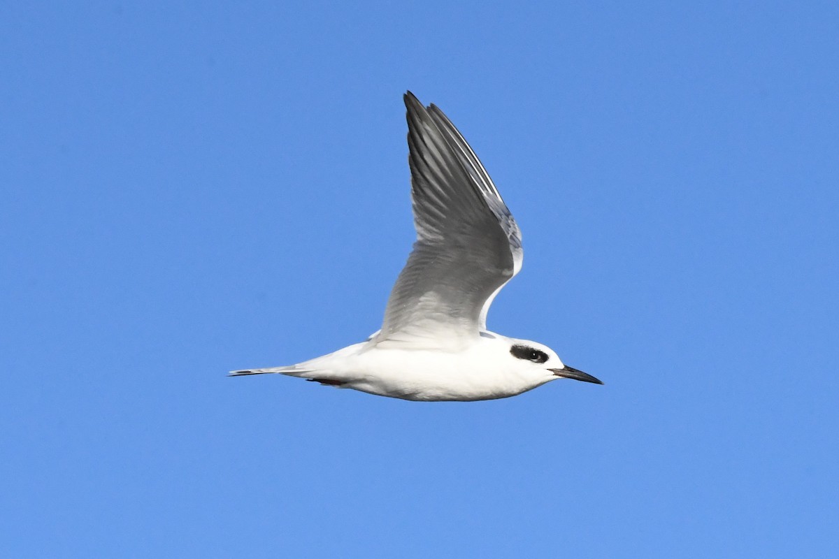 Forster's Tern - Cathryn Dippo