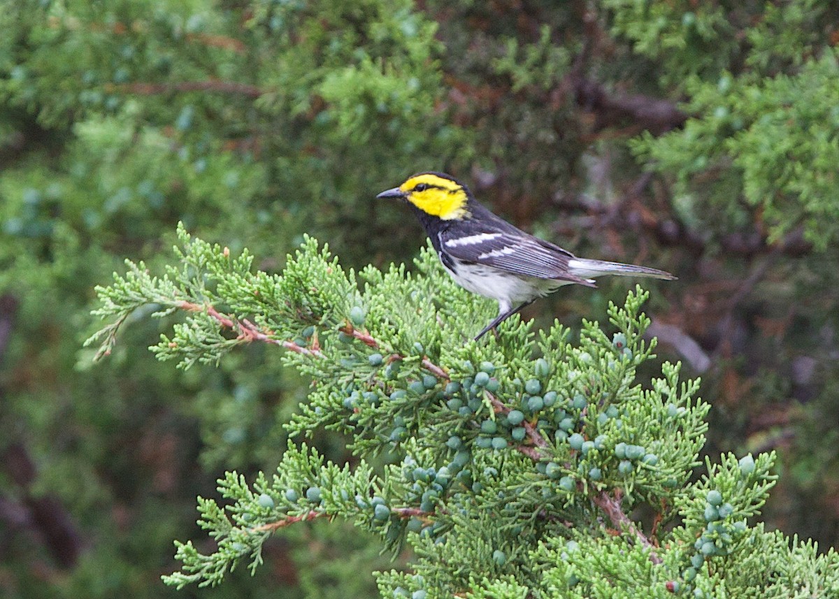 Golden-cheeked Warbler - Claire Thomas