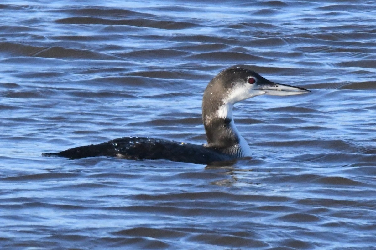 Common Loon - Cathryn Dippo