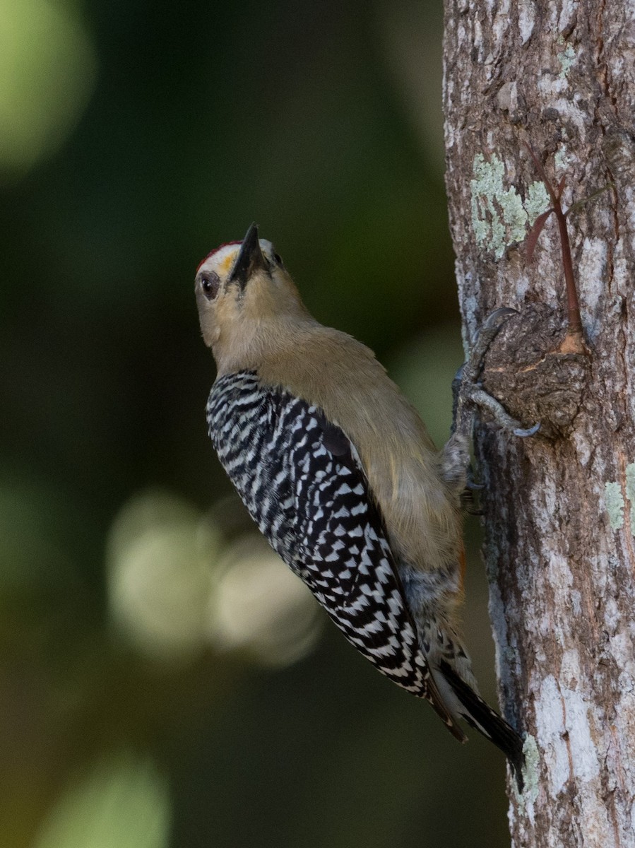 Red-crowned Woodpecker - ML134585861
