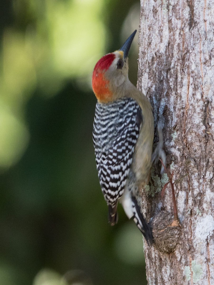 Red-crowned Woodpecker - ML134585871