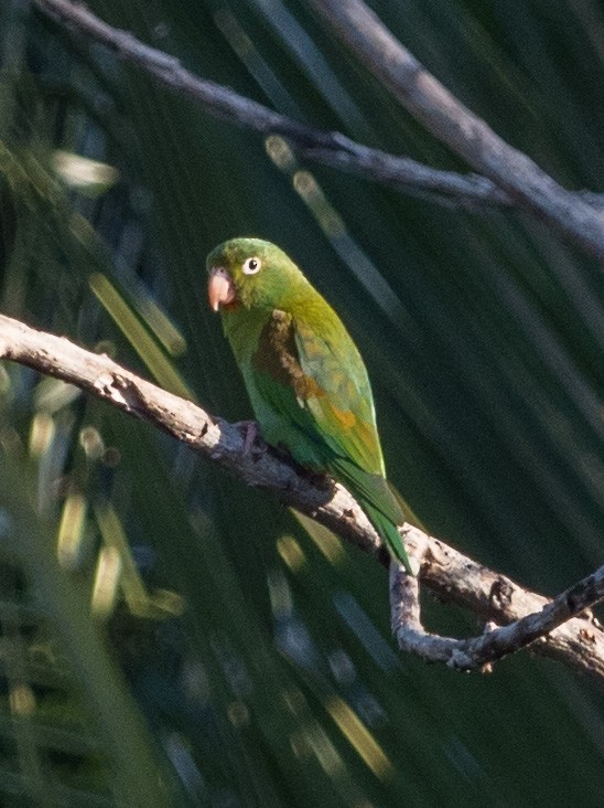 Orange-chinned Parakeet - William Stephens