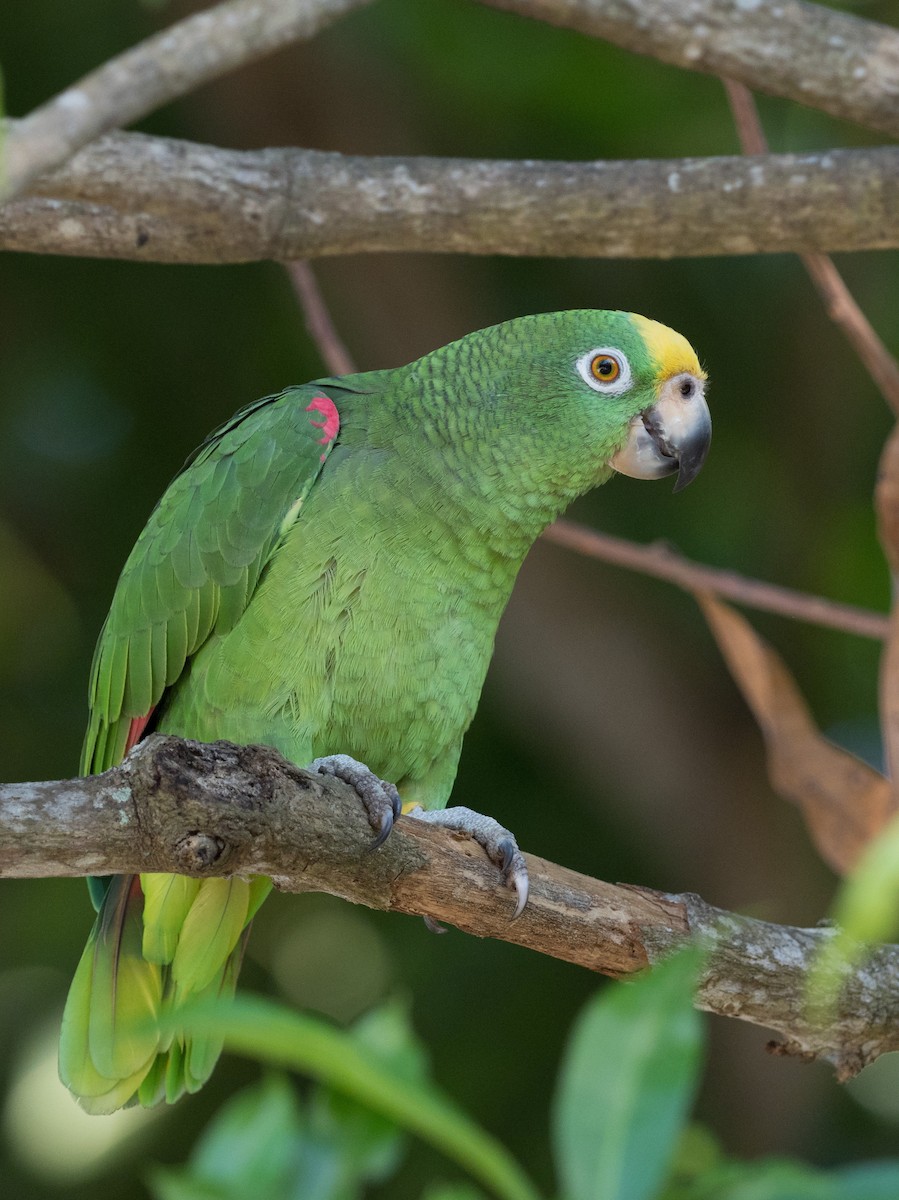 Yellow-crowned Parrot - William Stephens