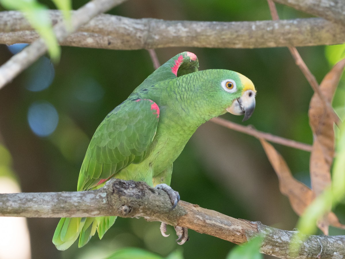 Yellow-crowned Parrot - ML134586041