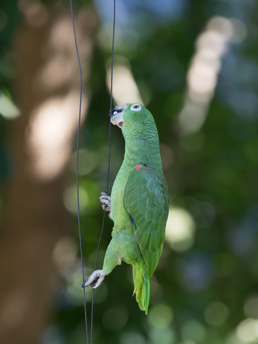 Yellow-crowned Parrot - ML134586061