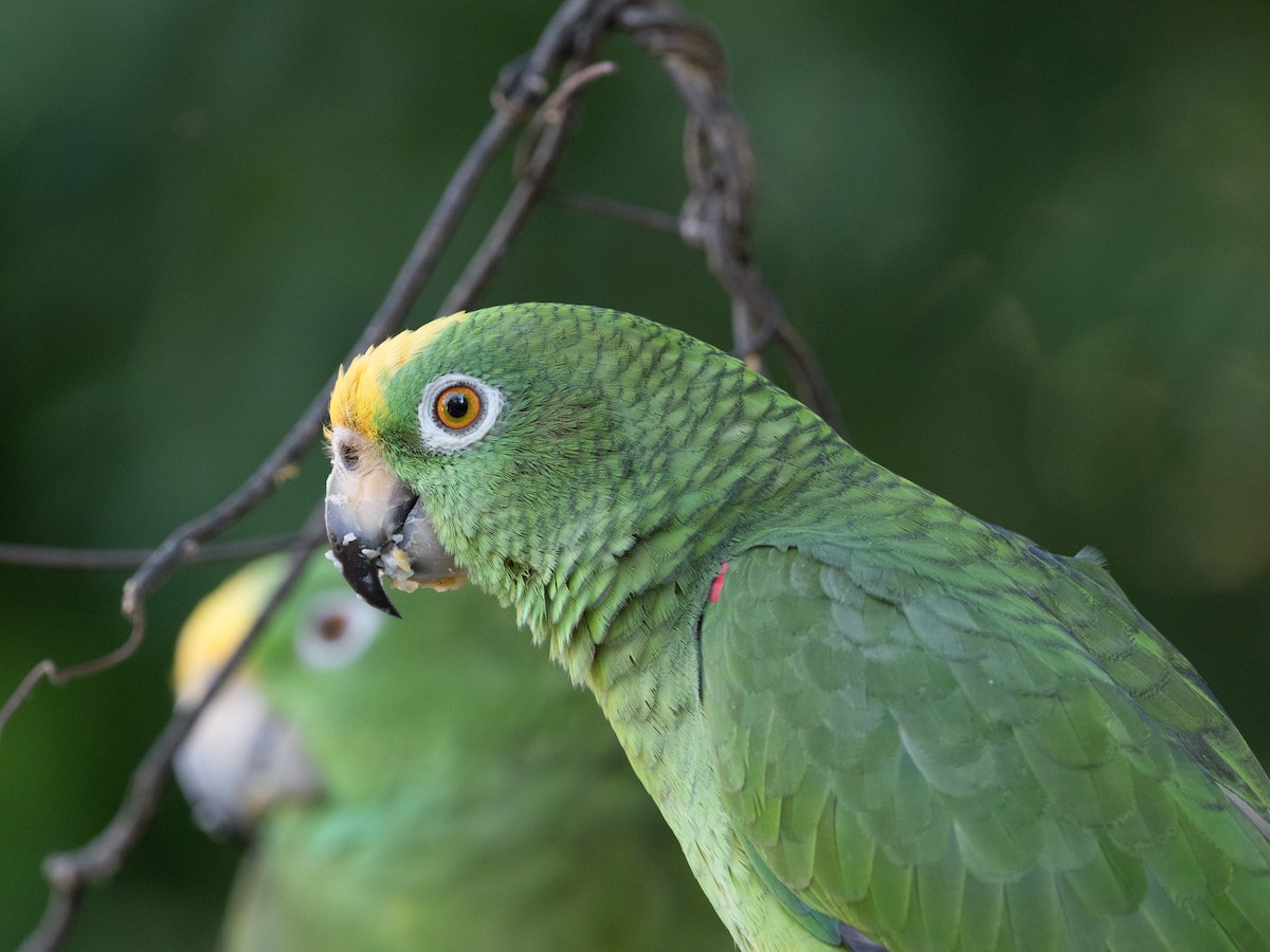 Yellow-crowned Parrot - ML134586071