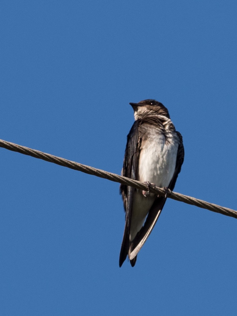 Gray-breasted Martin - William Stephens
