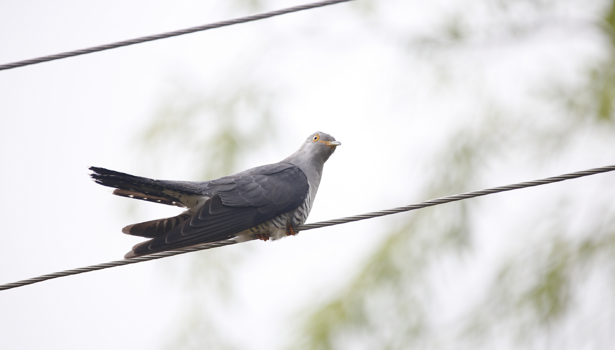 Common Cuckoo - Qiuyang Zheng