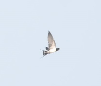 Barn Swallow - ML134586191