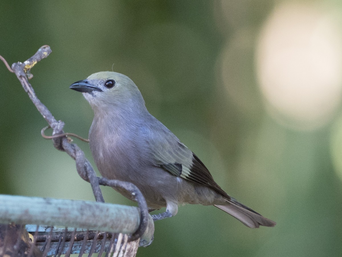 Palm Tanager - ML134586331