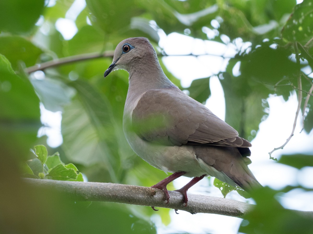 White-tipped Dove - William Stephens