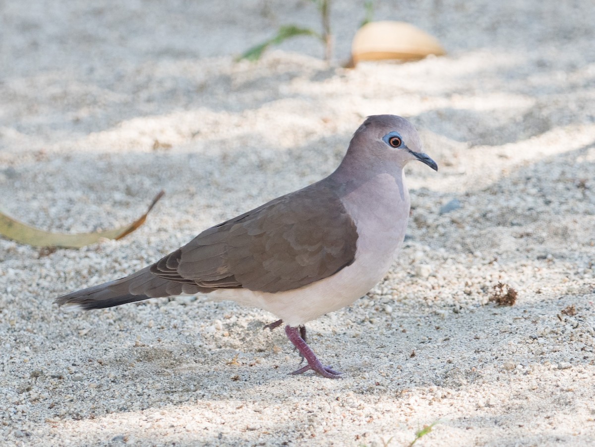 White-tipped Dove - William Stephens