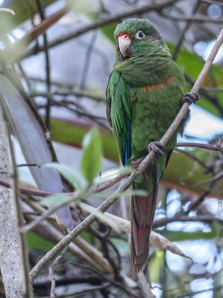 Santa Marta Parakeet - William Stephens