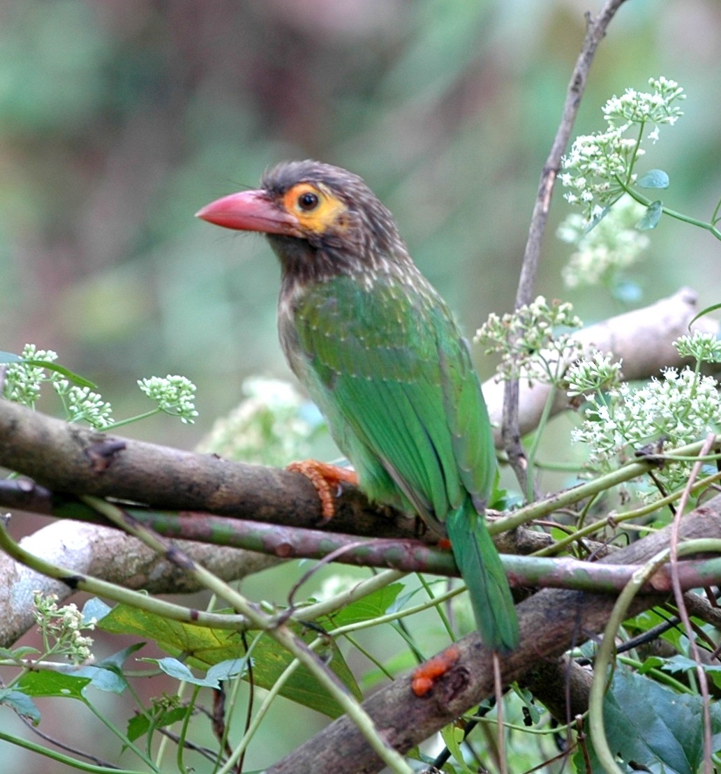 Brown-headed Barbet - Cathy Pasterczyk