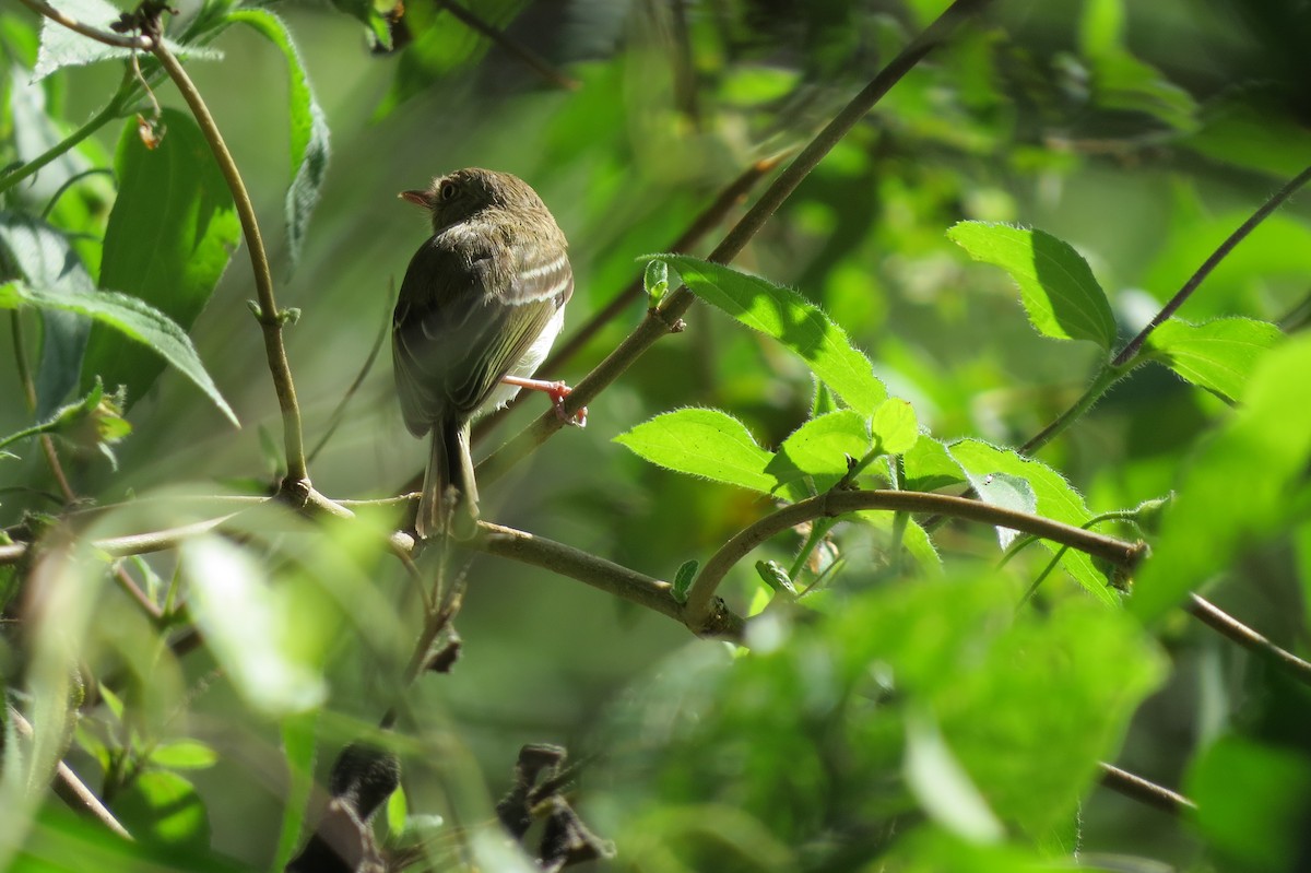 Pearly-vented Tody-Tyrant - ML134599191