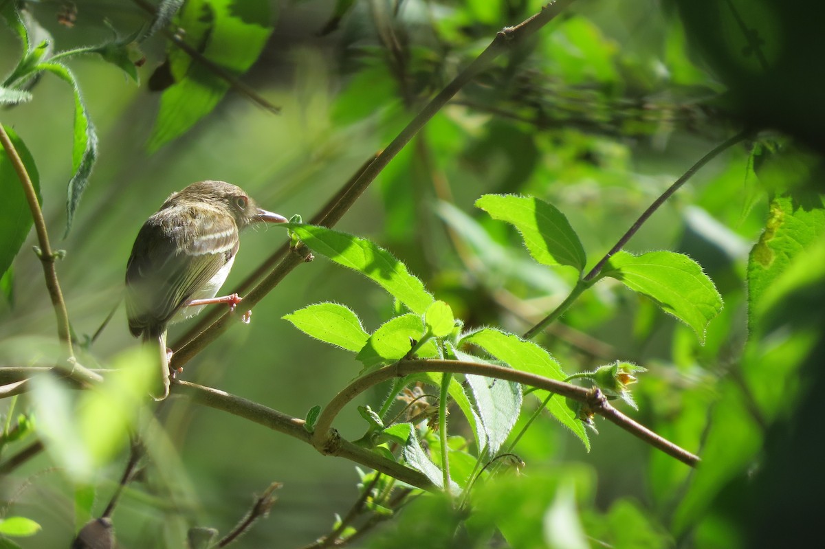 Pearly-vented Tody-Tyrant - ML134599281