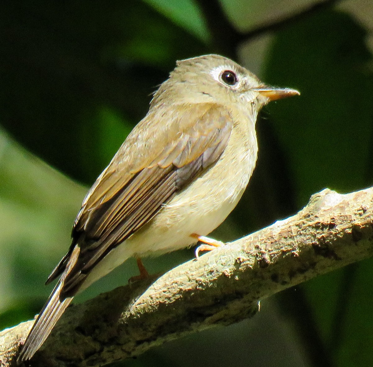 Brown-breasted Flycatcher - Krishnamoorthy Muthirulan