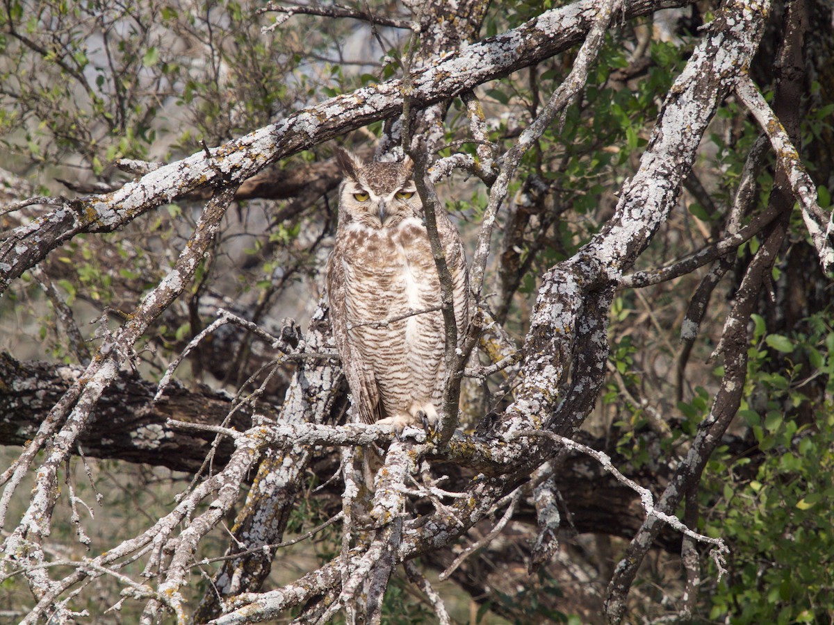 Great Horned Owl - Erik Atwell