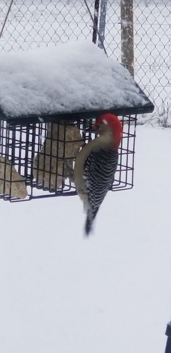 Red-bellied Woodpecker - ML134601171