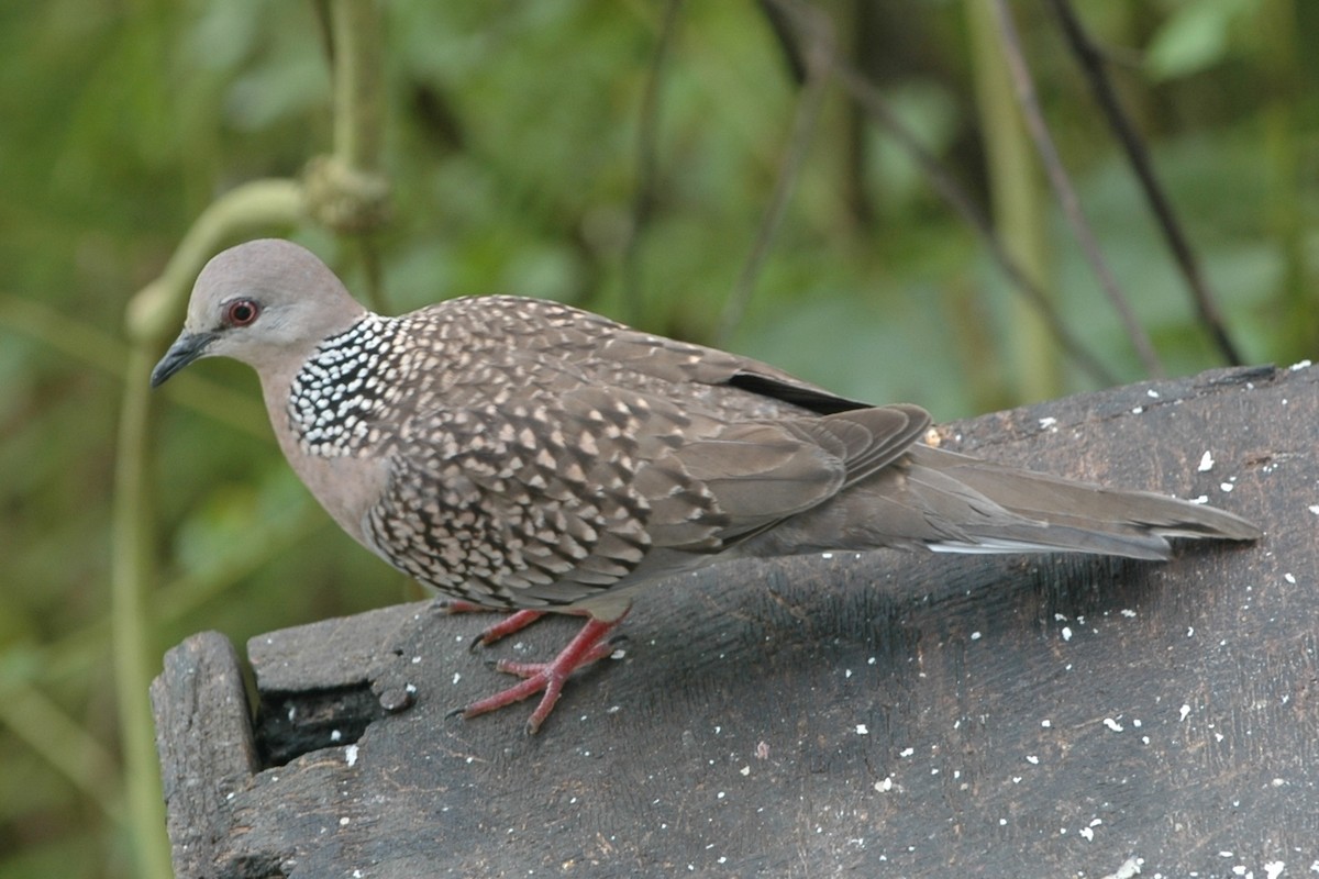 Spotted Dove - Cathy Pasterczyk