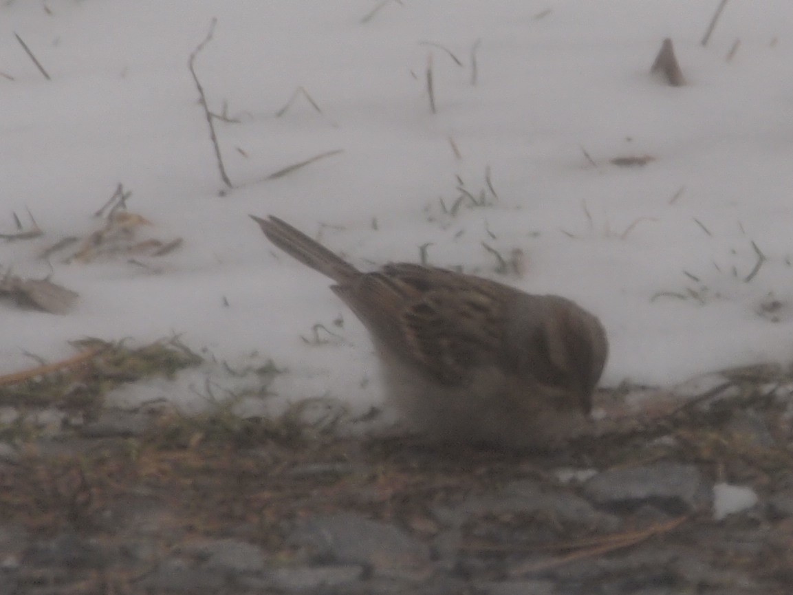 Clay-colored Sparrow - ML134603821