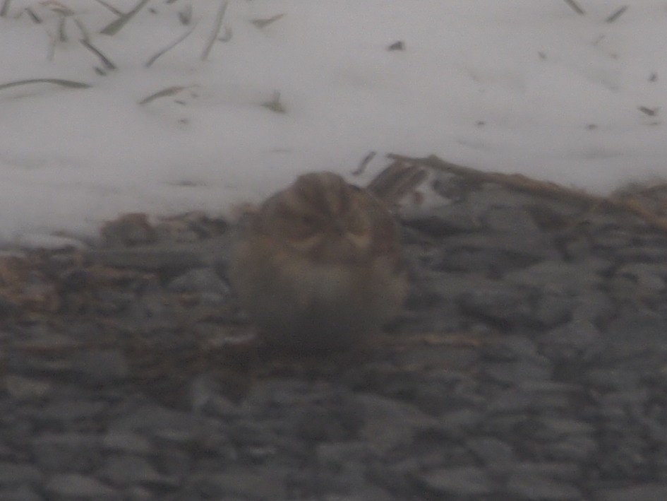 Clay-colored Sparrow - ML134603831