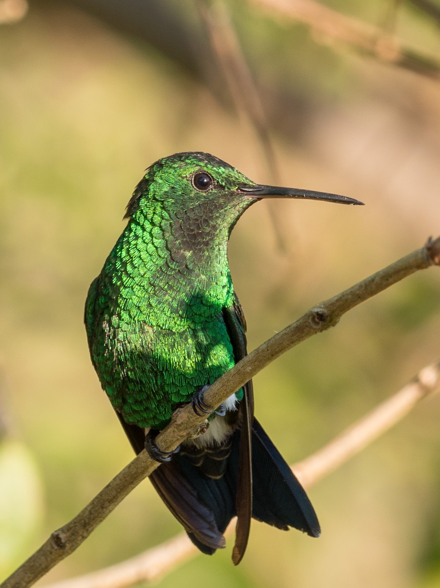 Steely-vented Hummingbird - William Stephens