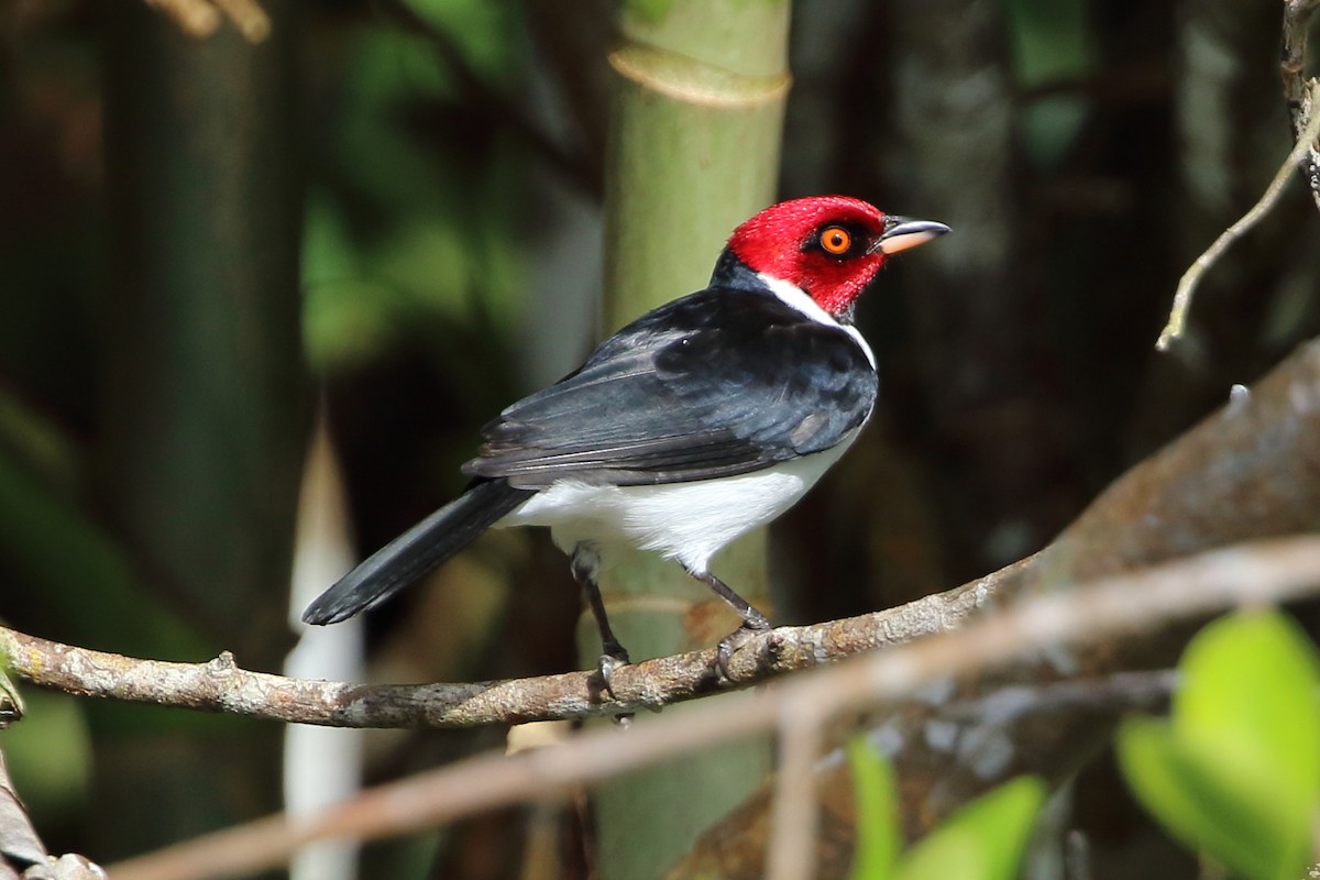 Red-capped Cardinal - ML134605611
