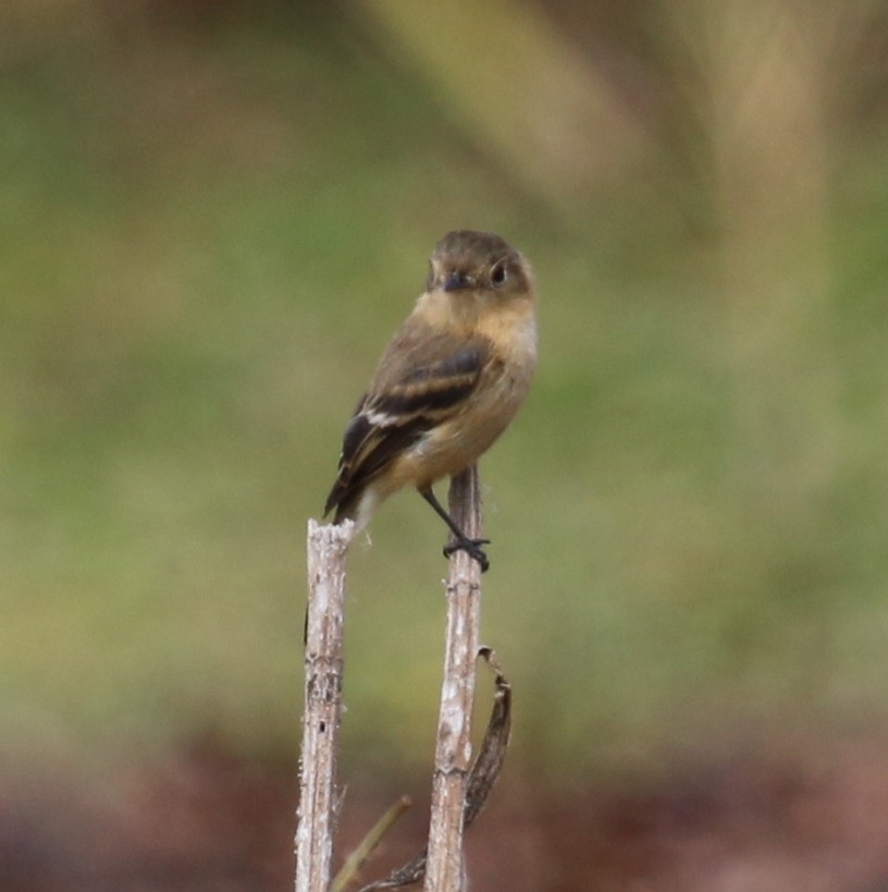 Buff-breasted Flycatcher - Jacob C. Cooper