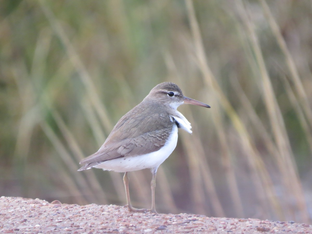 Spotted Sandpiper - T Robertson