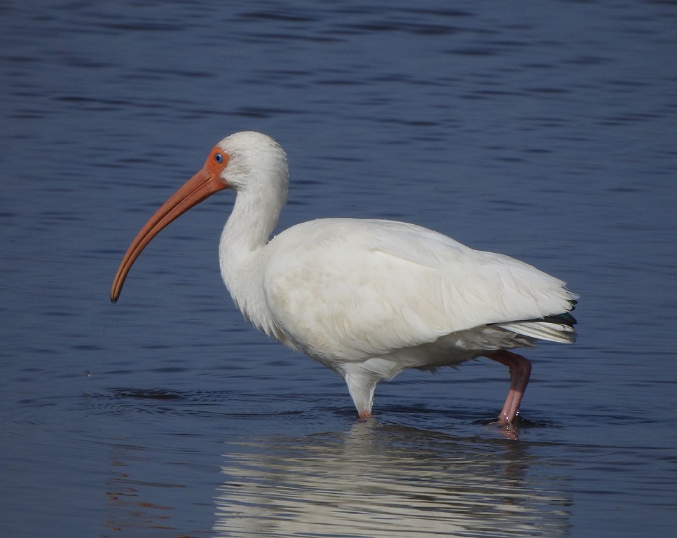 ibis bílý - ML134610251