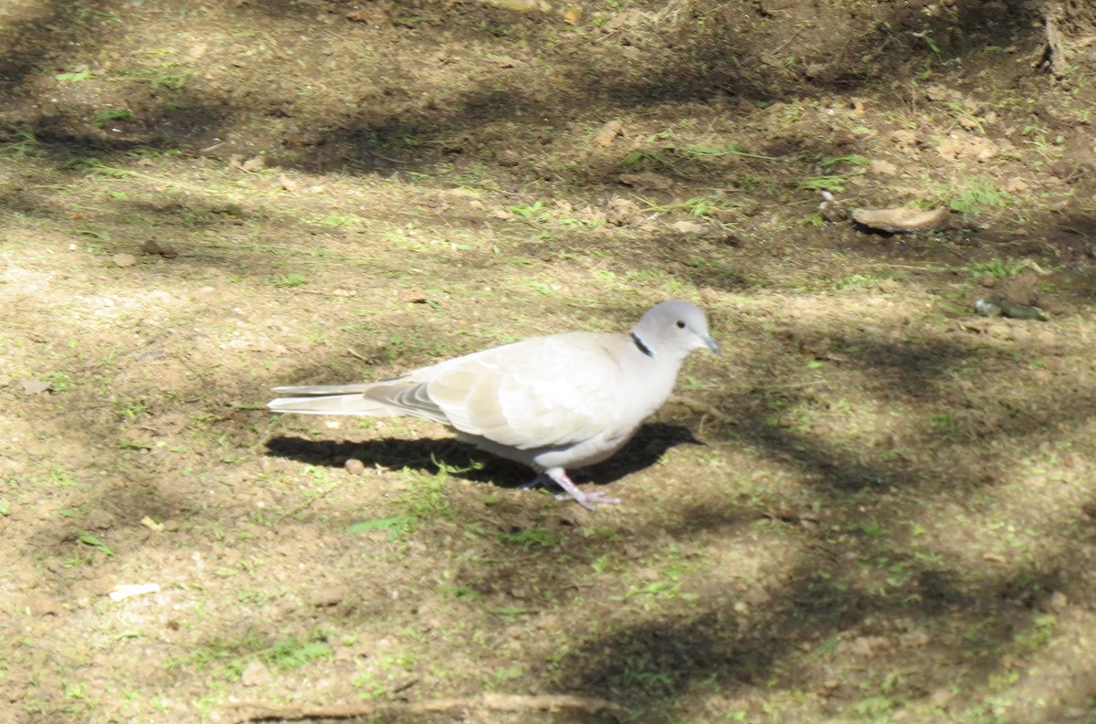 Eurasian Collared-Dove - ML134610861