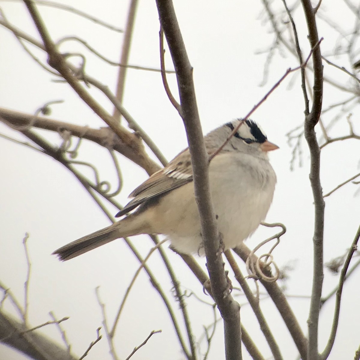 White-crowned Sparrow - Mark Greene